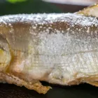 会席
